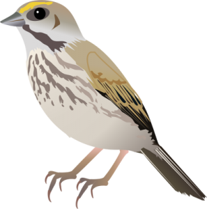 Sparrow PNG-20136